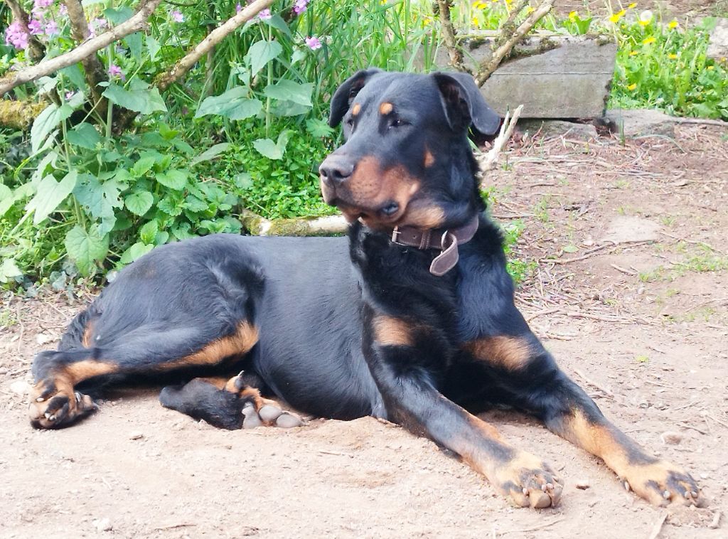 Sam Du Mont Sarrazin